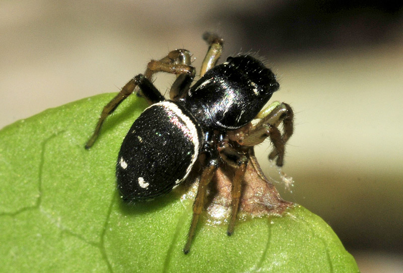 Salticidae: Heliophanus cfr. cupreus  - Sassuolo (MO)